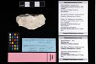 Foto (Objekt + Etikett) von Bopyridae indet.  (NHMW-GEO-2007z0149-0340b)